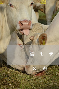信用卡個(gè)性化分期還款再次逾期怎么辦-信用卡個(gè)性化分期還款再次逾期怎么辦理