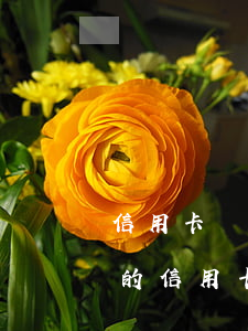 信用卡個性化還款后又逾期了(還款還到過期的信用卡怎么辦)