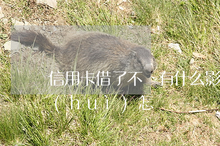 信用卡借了不還有什么影響(借信用卡不還會(huì)怎樣)