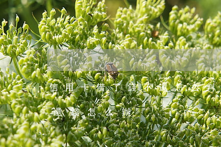 信用卡借了錢不還怎么判(借給朋友信用卡不還錢怎么辦)