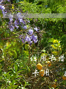 信用卡借了錢不還怎么辦(請問朋友借我信用卡用現在錢不還怎么辦)