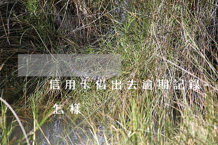 信用卡借出去逾期記錄-借信用卡逾期了會怎樣