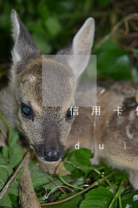 信用卡借別人逾期怎么應(yīng)對(duì)催收