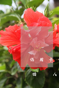 信用卡借別人錢還不上起訴怎么辦-信用卡借別人錢還不上起訴怎么辦呢