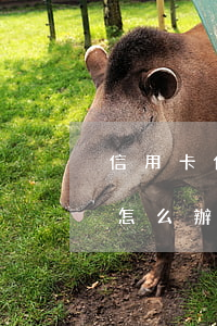 信用卡借別刷不還款怎么辦(刷信用卡還不上怎么辦)