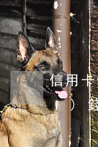 信用卡借唄共欠30萬(wàn)沒(méi)錢還了(借唄欠5000塊錢30天沒(méi)還是什么后果)