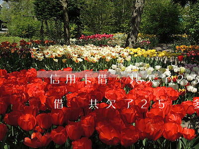 信用卡借唄共欠了25萬多怎么辦-信用卡借唄共欠了25萬多怎么辦呢