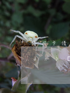 信用卡借唄網(wǎng)貸欠40萬(wàn)還不上-信用卡借唄網(wǎng)貸欠40萬(wàn)還不上怎么辦