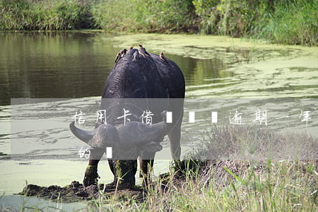 信用卡借唄網貸逾期一年了(借唄逾期有一年的嗎)