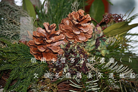 信用卡借多少不還會(huì)被起訴(如果欠很多信用卡不還被起訴會(huì)不會(huì)坐牢)