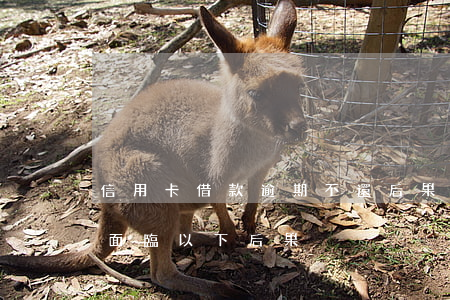 信用卡借款逾期不還后果(信用卡逾期還款將面臨以下后果)