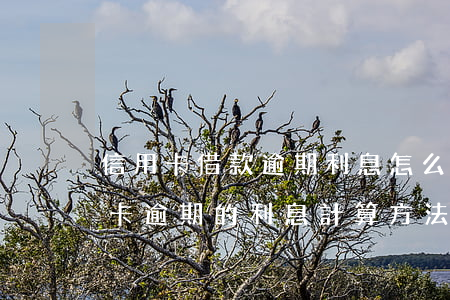 信用卡借款逾期利息怎么算(民法典銀行信用卡逾期的利息計算方法)
