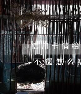信用卡借給別人使用不還(信用卡被別人借用不還怎么辦)