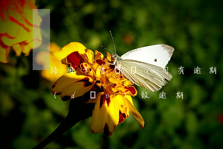 信用卡借給別人用有逾期(信用卡給別人用導(dǎo)致逾期)