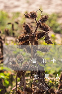 信用卡借給朋友逾期未還人失蹤-信用卡借給朋友逾期未還人失蹤怎么辦