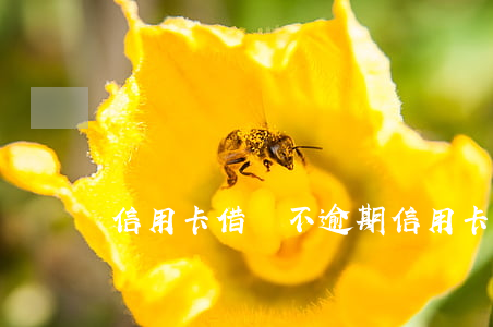 信用卡借錢不逾期(信用卡借錢不逾期有利息嗎)
