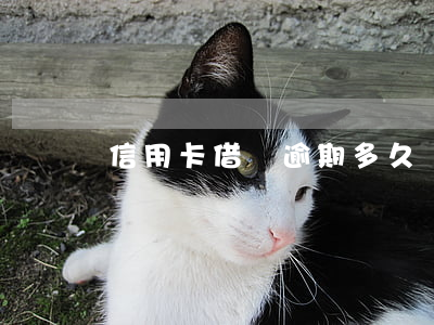 信用卡借錢逾期多久記壞賬(逾期多久是壞賬)