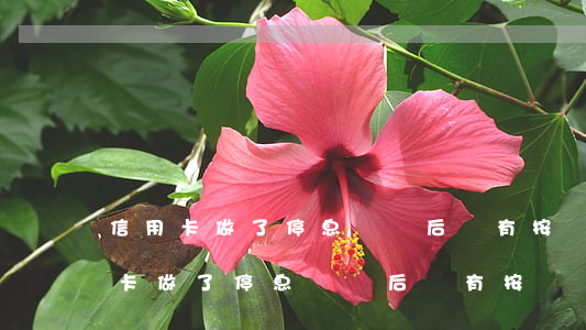 信用卡做了停息掛賬后沒有按時還款-信用卡做了停息掛賬后沒有按時還款怎么辦