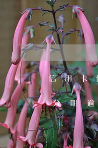 信用卡做了分期逾期了怎么辦-信用卡做了分期逾期了怎么辦