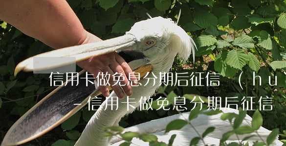 信用卡做免息分期后征信會(huì)怎么樣-信用卡做免息分期后征信會(huì)怎么樣嗎