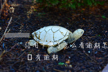 信用卡停了怎么看逾期(怎樣查信用卡以前有沒有逾期)