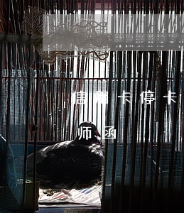 信用卡停卡逾期的律师函(信用卡逾期下发律师函)