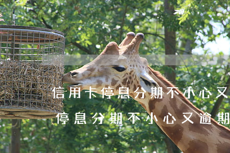 信用卡停息分期不小心又逾期一天-信用卡停息分期不小心又逾期一天怎么辦