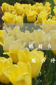 信用卡停息挂账需要到银到柜台办理吗-信用卡 停息挂账