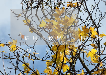 信用卡停息掛張后還不上怎么辦-信用卡 停息掛賬