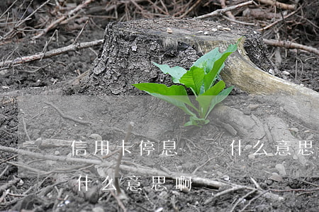 信用卡停息掛賬什么意思-信用卡停息掛賬什么意思啊