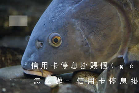 信用卡停息掛賬個(gè)性化分期還不起怎么辦-信用卡停息掛賬個(gè)性化分期還不起怎么辦