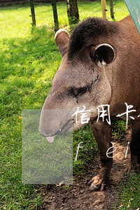 信用卡停息掛賬協(xié)商分期年費(fèi)怎么交-2020年信用卡停息掛賬分期辦理