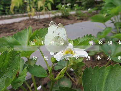 信用卡停息掛賬必須本人申請停息-信用卡停息掛賬必須本人申請停息掛賬嗎