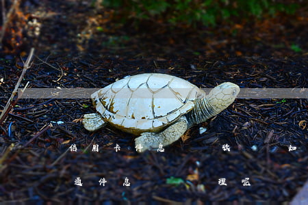 信用卡停息掛賬收費嗎(如何和信用卡中心溝通停息掛賬處理呢)