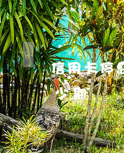 信用卡停息掛賬能分幾期(停息掛賬可以分多少期)