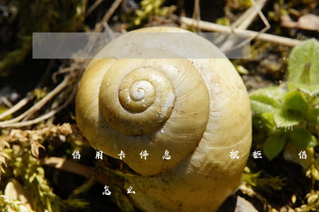 信用卡停息掛賬被拒絕(信用卡停息掛賬被拒絕怎么辦)