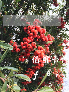 信用卡停息掛賬要付分期手續(xù)費(fèi)嗎-信用卡停息掛賬要付分期手續(xù)費(fèi)嗎安全嗎