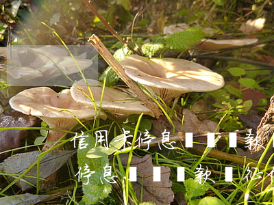 信用卡停息掛賬還款對征信的影響-信用卡停息掛賬還款對征信的影響大嗎