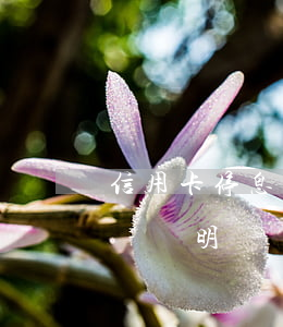 信用卡停息掛賬需要證明(信用卡停息掛賬困難證明)