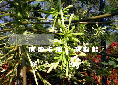 信用卡偶爾逾期能辦車貸嗎(征信有過逾期可以辦車貸么)