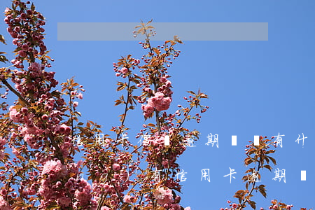 信用卡偶爾逾期記錄有什么影響(曾經(jīng)有信用卡逾期記錄影響)