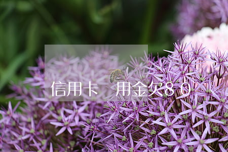 信用卡備用金欠80萬準備逾期-