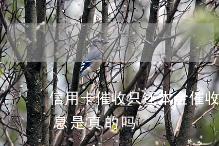 信用卡催收只还本金(催收公司说只还本金免息是真的吗)