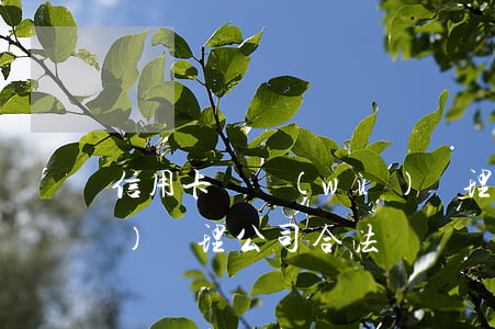 信用卡債務(wù)處理(信用卡債務(wù)處理公司合法嗎)