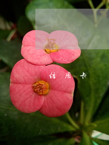 信用卡償還不起判多久