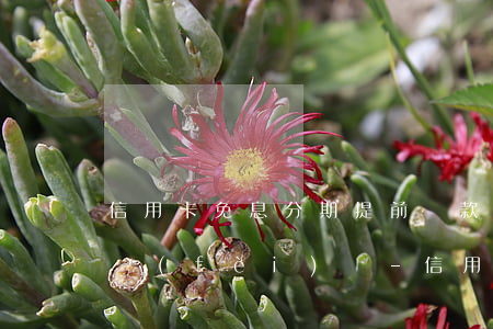信用卡免息分期提前還款還要手續(xù)費(fèi)嗎-信用卡免息分期提前還款還要手續(xù)費(fèi)嗎
