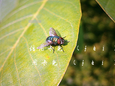 信用卡免費(fèi)協(xié)商-信用卡免費(fèi)協(xié)商還款方式