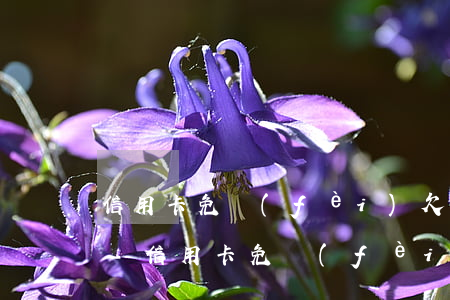 信用卡免費(fèi)欠80逾期有影響嗎-信用卡免費(fèi)欠80逾期有影響嗎安全嗎