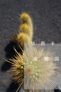 信用卡免費(fèi)產(chǎn)生的逾期(因信用卡年費(fèi)產(chǎn)生的逾期可以消除嗎)
