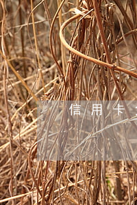 信用卡免費逾期記錄